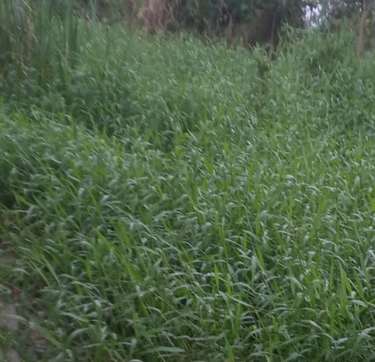 MATINHOS | Terrenos | Matinhos - Não tem escritura.. MATINHOS | Terrenos | Matinhos - Não tem escritura..